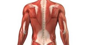 muscoli della schiena anatomia